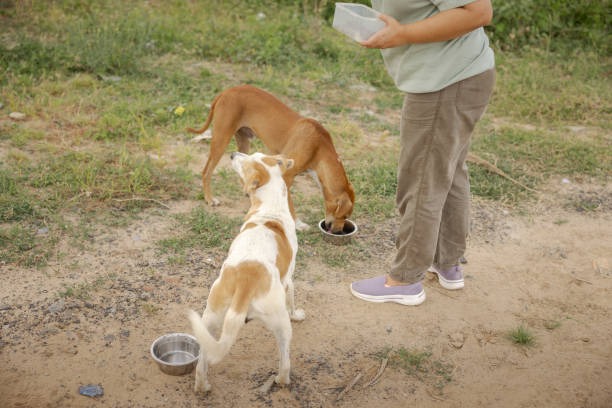 Animal welfare and care activity from Pashu Mitra India