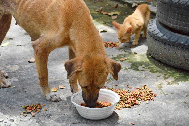 Pashu Mitra India - Animal Welfare and Care